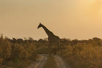 キリン　夕方　湿原　湿地　モレミ野生動物保護区　世界遺産 [SKA110002646]