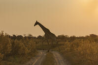 キリン　夕方　湿原　湿地　モレミ野生動物保護区　世界遺産 [SKA110002647]