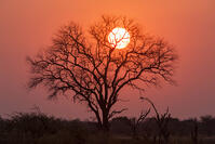 朝　日の出　太陽　湿原　湿地　モレミ野生動物保護区　世界遺産 [SKA110002648]