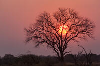 朝　日の出　太陽　湿原　湿地　モレミ野生動物保護区　世界遺産 [SKA110002649]