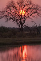 朝　日の出　太陽　湿原　湿地　モレミ野生動物保護区　世界遺産 [SKA110002650]