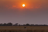 朝　日の出　ヌー　ワイルドビースト　湿原　湿地　モレミ野生動物保護区　世界遺産 [SKA110002652]