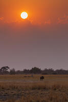 朝　日の出　ヌー　ワイルドビースト　湿原　湿地　モレミ野生動物保護区　世界遺産 [SKA110002653]