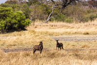 ハーテビースト　湿原　湿地　モレミ野生動物保護区　世界遺産 [SKA110002654]