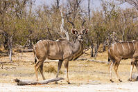 クドゥ　クーズー　湿原　湿地　モレミ野生動物保護区　世界遺産 [SKA110002655]