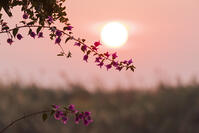 夜明け　シャカウィ　湿原　湿地　世界遺産 [SKA110002662]