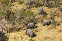 アフリカゾウ　湿地帯　世界遺産　空撮 [SKA110002670]