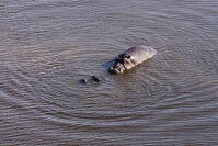 池　カバ　親子　湿地帯　世界遺産　空撮 [SKA110002671]