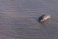 池　カバ　親子　湿地帯　世界遺産　空撮 [SKA110002672]