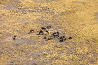 ヌー　ワイルドビースト　群れ　湿地帯　世界遺産　空撮 [SKA110002676]