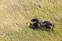 バッファロー　湿地帯　世界遺産　空撮 [SKA110002682]