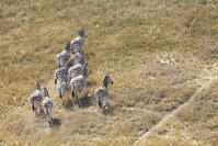 シマウマ　ゼブラ　群れ　湿地帯　世界遺産　空撮 [SKA110002692]