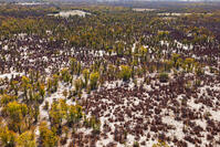 潅木地帯　湿地帯　世界遺産　空撮 [SKA110002699]