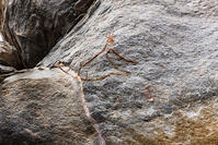 ツォディロの古代岩絵　リノ・コース　キリン　世界遺産 [SKA110002704]