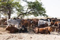 ウシ　牧畜　ゼレ村　カラハリ砂漠 [SKA110002736]