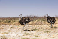 ダチョウ　カラハリ砂漠　地平線 [SKA110002740]