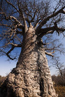 バオバブ　巨樹　カラハリ砂漠 [SKA110002741]