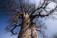 バオバブ　巨樹　カラハリ砂漠 [SKA110002742]