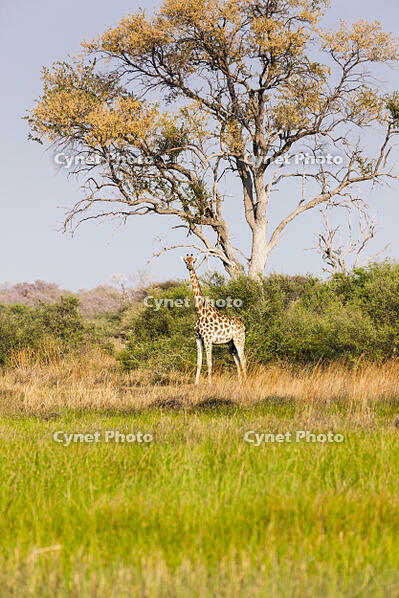 キリン　湿原　湿地　モレミ野生動物保護区　世界遺産 [SKA110002644]