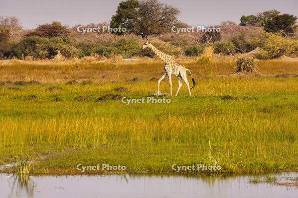 キリン　湿原　湿地　モレミ野生動物保護区　世界遺産 [SKA110002645]