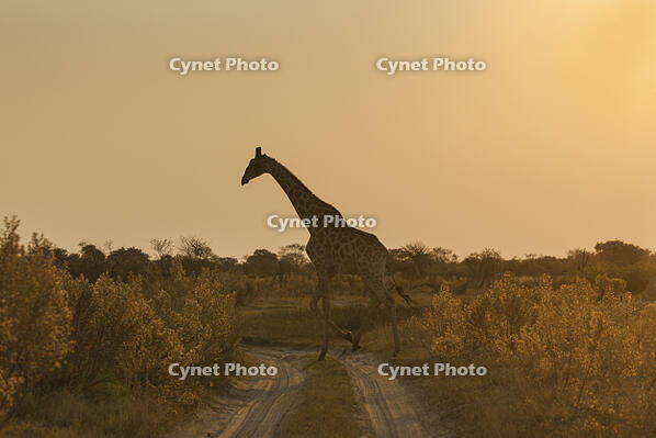 キリン　夕方　湿原　湿地　モレミ野生動物保護区　世界遺産 [SKA110002646]