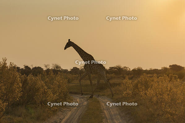 キリン　夕方　湿原　湿地　モレミ野生動物保護区　世界遺産 [SKA110002647]
