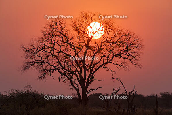 朝　日の出　太陽　湿原　湿地　モレミ野生動物保護区　世界遺産 [SKA110002648]