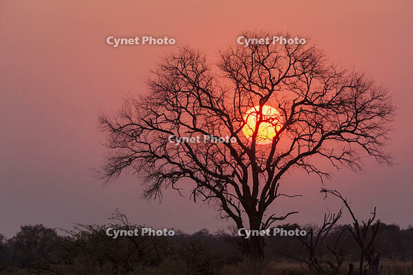 朝　日の出　太陽　湿原　湿地　モレミ野生動物保護区　世界遺産 [SKA110002649]