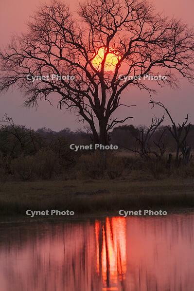 朝　日の出　太陽　湿原　湿地　モレミ野生動物保護区　世界遺産 [SKA110002650]
