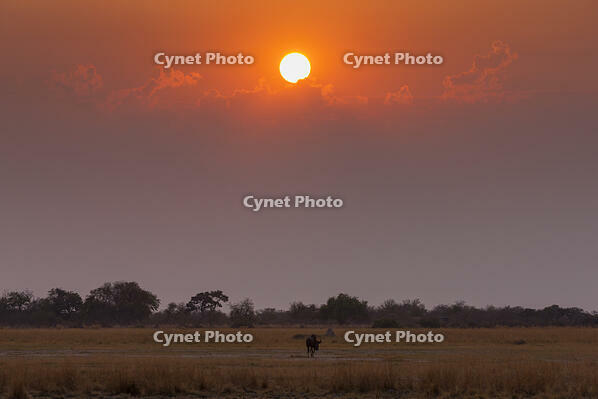 朝　日の出　ヌー　ワイルドビースト　湿原　湿地　モレミ野生動物保護区　世界遺産 [SKA110002652]