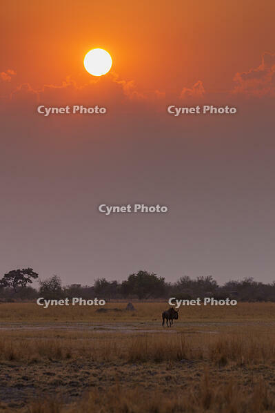 朝　日の出　ヌー　ワイルドビースト　湿原　湿地　モレミ野生動物保護区　世界遺産 [SKA110002653]