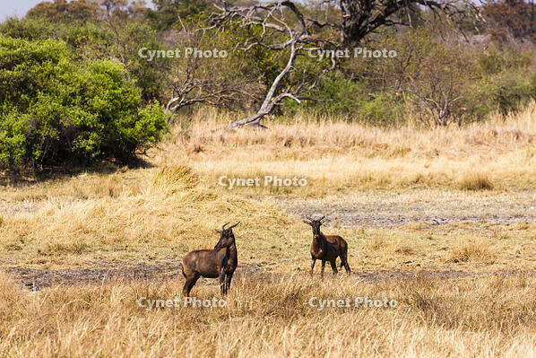 ハーテビースト　湿原　湿地　モレミ野生動物保護区　世界遺産 [SKA110002654]