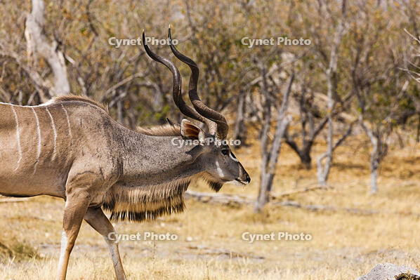 クドゥ　クーズー　湿原　湿地　モレミ野生動物保護区　世界遺産 [SKA110002656]