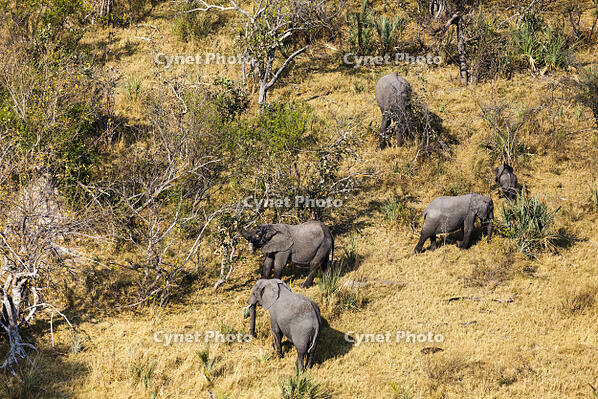 アフリカゾウ　湿地帯　世界遺産　空撮 [SKA110002670]