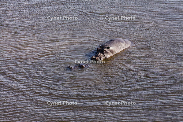 池　カバ　親子　湿地帯　世界遺産　空撮 [SKA110002671]