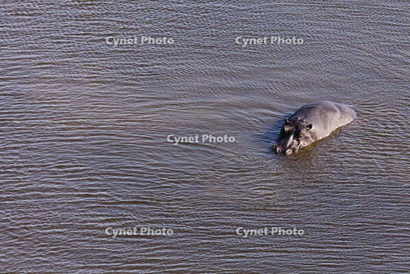 池　カバ　親子　湿地帯　世界遺産　空撮 [SKA110002672]