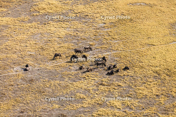 ヌー　ワイルドビースト　群れ　湿地帯　世界遺産　空撮 [SKA110002676]