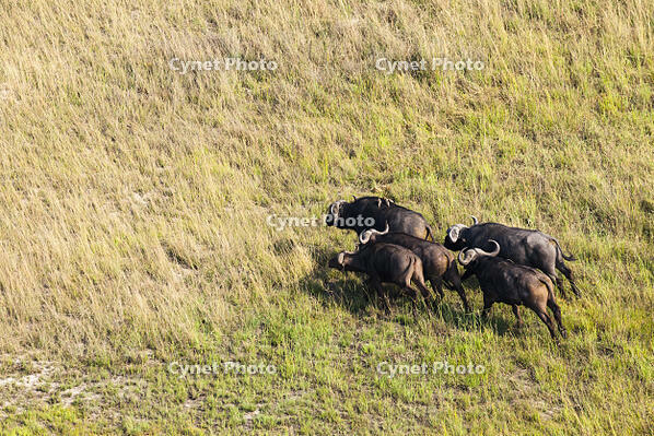バッファロー　湿地帯　世界遺産　空撮 [SKA110002682]