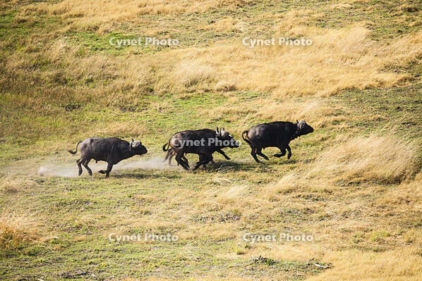 バッファロー　湿地帯　世界遺産　空撮 [SKA110002683]