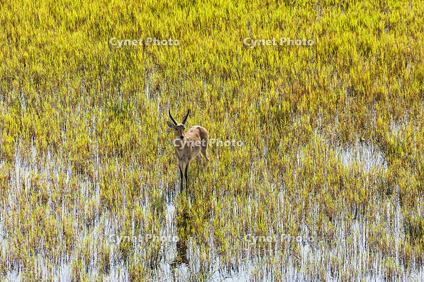 リードバック　湿原　湿地帯　世界遺産　空撮 [SKA110002684]