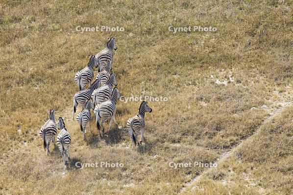 シマウマ　ゼブラ　群れ　湿地帯　世界遺産　空撮 [SKA110002692]