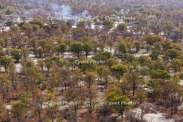 潅木地帯　湿地帯　世界遺産　空撮 [SKA110002696]