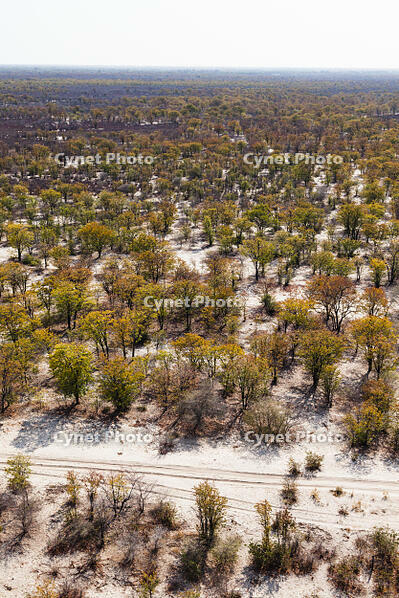 潅木地帯　湿地帯　世界遺産　空撮 [SKA110002698]