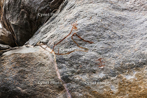 ツォディロの古代岩絵　リノ・コース　キリン　世界遺産 [SKA110002704]