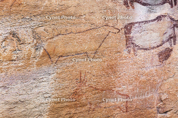 ツォディロの古代岩絵　リノ・コース　ゲムズボック　バッファロー　世界遺産 [SKA110002705]