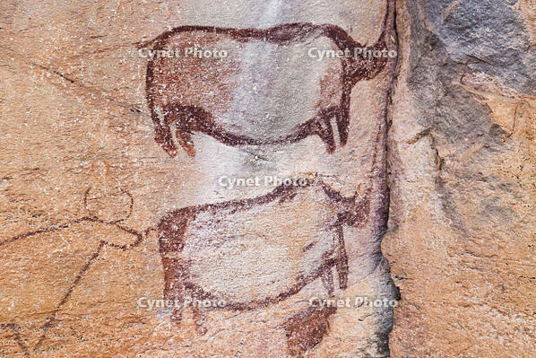 ツォディロの古代岩絵　リノ・コース　サイ　世界遺産 [SKA110002706]