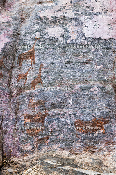 ツォディロの古代岩絵　リノ・コース　サイト15　世界遺産 [SKA110002712]