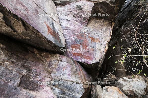 ツォディロの古代岩絵　リノ・コース　サイト14　世界遺産 [SKA110002714]