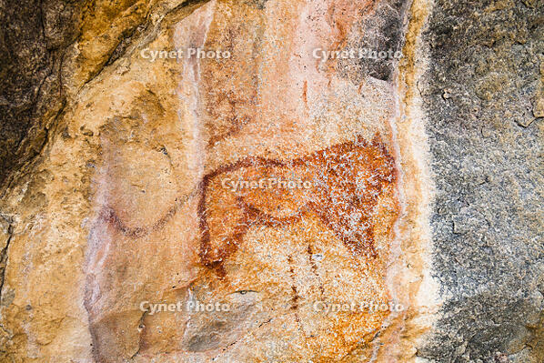 ツォディロの古代岩絵　ライオン・コース　ライオン　世界遺産 [SKA110002718]