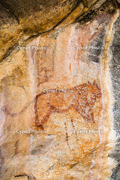 ツォディロの古代岩絵　ライオン・コース　ライオン　世界遺産 [SKA110002719]